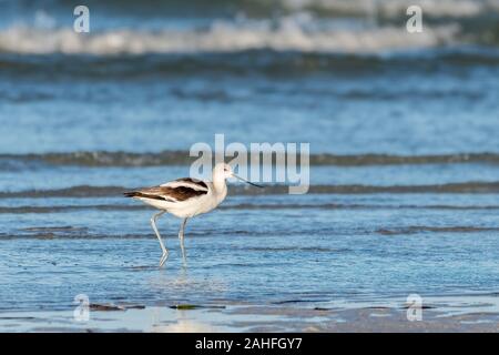 L'avocette d'balade le long de la rive Banque D'Images