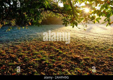 Châtaignes et motif de feuilles d'automne sous un marronnier sur une prairie givrée sous le bleu ciel du matin au lever du soleil en automne Banque D'Images