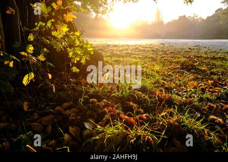 Châtaignes et motif de feuilles d'automne sous un marronnier sur une prairie givrée sous le bleu ciel du matin au lever du soleil en automne Banque D'Images