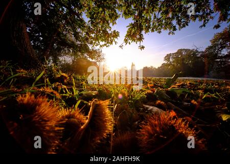 Châtaignes et motif de feuilles d'automne sous un marronnier sur une prairie givrée sous le bleu ciel du matin au lever du soleil en automne Banque D'Images