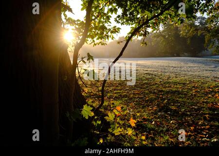 Châtaignes et motif de feuilles d'automne sous un marronnier sur une prairie givrée sous le bleu ciel du matin au lever du soleil en automne Banque D'Images
