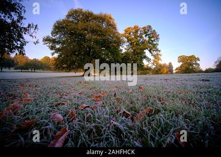 Châtaigniers sur une prairie givrée sous le bleu ciel du matin au lever du soleil en automne Banque D'Images