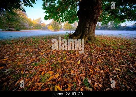 Châtaignes et motif de feuilles d'automne sous un marronnier sur une prairie givrée sous le bleu ciel du matin au lever du soleil en automne Banque D'Images
