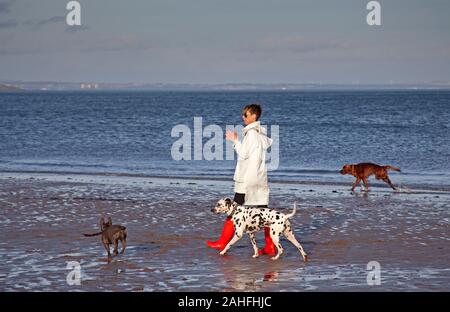 La plage de Portobello, Édimbourg, Écosse, Royaume-Uni. 29 décembre 2019. La température à 11 degrés plus doux, avec une faible brise soleil sur la côte d'encourager les gens à sortir sur la plage de sable, un mode femme portant des bottes rouge vif avec ses dalmatiens et entouré par deux autres chiens. Banque D'Images