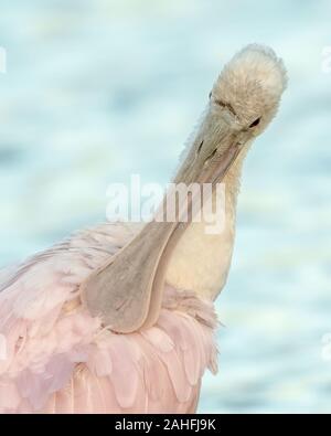 Roseate spoonbill se lissant ses plumes roses - Florida USA Banque D'Images