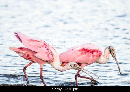 Sterne de spatules recherche dans un lac pour l'alimentation. Floride USA Banque D'Images