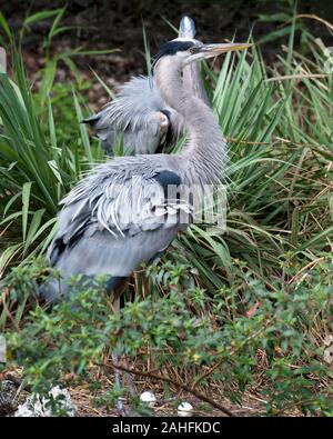 Bleu oiseaux Heron close-up Vue de profil sur le nid avec des oeufs, affichant leur plumage bleu duvet plumes, ailes, bec, oeil, jambes longues avec un feuillage Banque D'Images