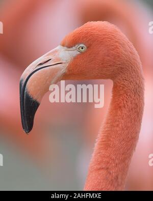 Portrait de profil gros plan d'un flamand rose sur un fond rose lisse Banque D'Images