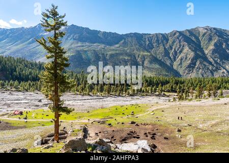 Astore Rama Meadows vue à couper le souffle pittoresque du pâturage des vaches et paysage sur un ciel bleu ensoleillé Jour Banque D'Images