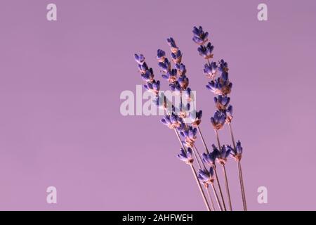 Les fleurs de lavande séchées en gros plan macro. Isolé avec copie espace, élégant dans la conception sur fond violet. Vintage style. Banque D'Images