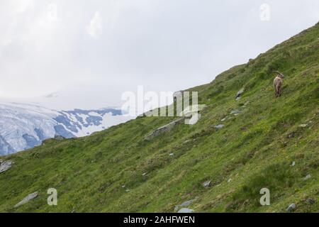 Bouquetin des Alpes (Capra ibex) sur le Grossglockner, le plus haut sommet d'Autriche avec le Pasterze Glacier dans l'arrière-plan. Banque D'Images