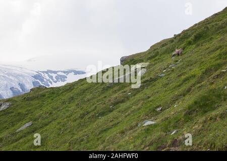 Bouquetin des Alpes (Capra ibex) sur le Grossglockner, le plus haut sommet d'Autriche avec le Pasterze Glacier dans l'arrière-plan. Banque D'Images