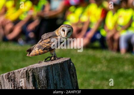 L'ouest de l'effraie des clochers, Tyto alba dans une nature park Banque D'Images