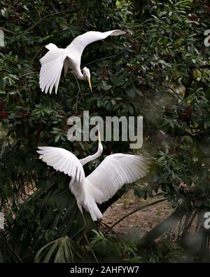 Grande Aigrette couple perché sur un arbre fruitier et d'interaction, d'afficher leur propagation blanc plumes, tête, bec, oeil, le plumage blanc avec un foliag Banque D'Images