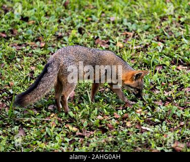 Gray Fox animal marcher dans un champ, exposant son corps, tête, oreilles, yeux, nez, profiter de sa queue et de l'environnement environnant. Banque D'Images