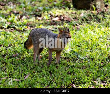 Gray Fox animal marcher dans un champ, exposant son corps, tête, oreilles, yeux, nez, profiter de sa queue et de l'environnement environnant. Banque D'Images