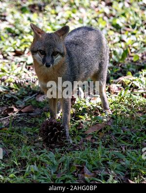 Gray Fox animal marcher dans un champ, exposant son corps, tête, oreilles, yeux, nez, profiter de sa queue et de l'environnement environnant. Banque D'Images
