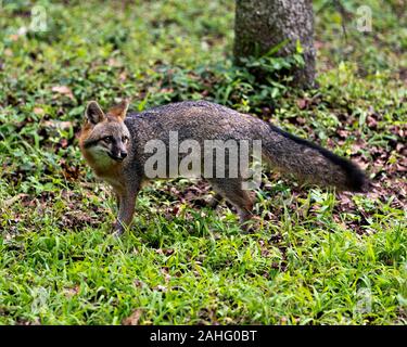 Gray Fox animal marcher dans un champ, l'affichage de fourrure brun gris, la tête, les oreilles, yeux, nez, queue touffue dans son environnement et de l'environnement. Banque D'Images