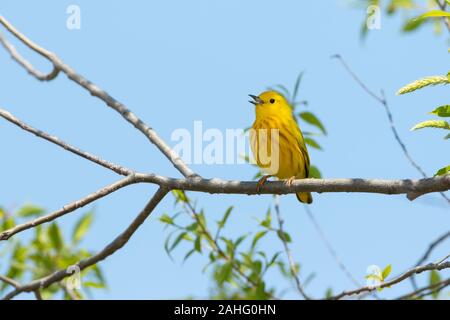 La Paruline jaune (Setophaga petechia) Banque D'Images