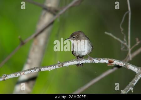 Troglodyte familier (Troglodytes aedon) Banque D'Images