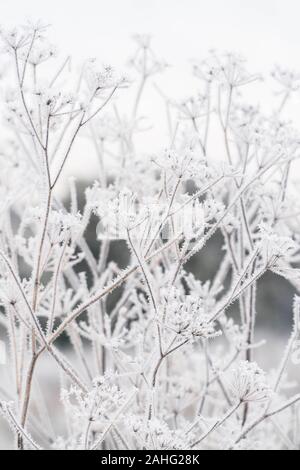 Frosted cow parsley (Anthriscus sylvestris) Herefordshire UK. Janvier 2019 Banque D'Images