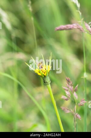 Hover-fly (Syrphus ribesii) se nourrissent de la chèvre-beard (Tragopogon pratensis), Herefordshire UK. Juin 2019 Banque D'Images