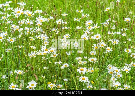 Oxeye Daisy (Leucanthemum vulgare) se développe dans une réserve naturelle dans la campagne du Herefordshire au Royaume-Uni. Juin 2019. Banque D'Images