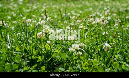 Clover sur une prairie dans un parc en été Banque D'Images