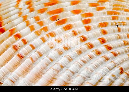 Libre d'un shell sur la plage Banque D'Images