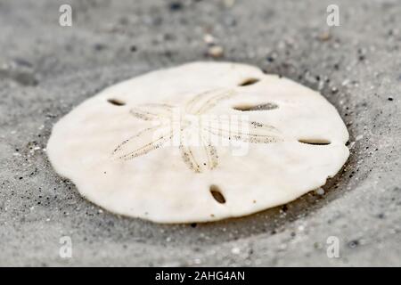 Libre d'un dollar de sable sur la plage Banque D'Images