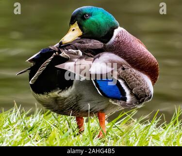 Canard colvert mâle au lissage au bord d'un étang Banque D'Images