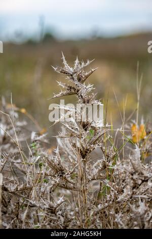 Belle figue sèche la tige et les feuilles de chardon, nom latin Onopordum acanthium. Photographié dans nuageux jour d'automne dans la vallée de la rivière Maritsa, près de Dimitrovgrad, la Bulgarie, l'arrière-plan flou Banque D'Images