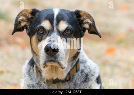 Gros plan du chien de race mixte/chien de bétail à directement à l'appareil photo Banque D'Images