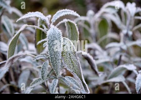 Usine Sage debout dans le jardin à l'extérieur en hiver sur un matin froid avec les feuilles couvertes de givre. Vu en Bavière, Allemagne en décembre Banque D'Images