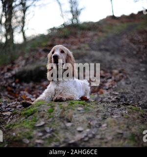 Chien de Cocker anglais sur Une Promenade dans le Pays Banque D'Images