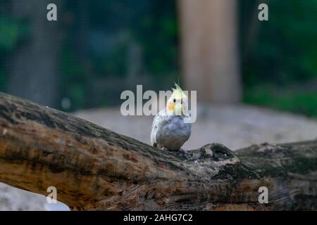 Des perroquets colorés, un oiseau perché sur une branche. Les animaux pris au piège dans une cage. Banque D'Images