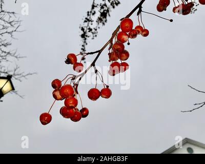 Cerises rouge vif sur l'arbre à la recherche d'un ciel pluvieux Banque D'Images