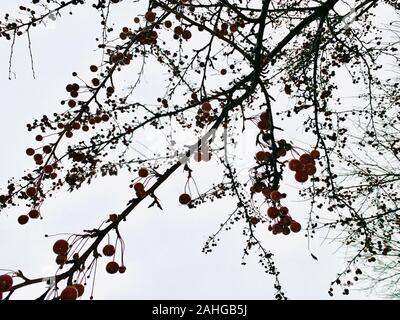 Cerises rouge vif sur l'arbre à la recherche d'un ciel pluvieux Banque D'Images