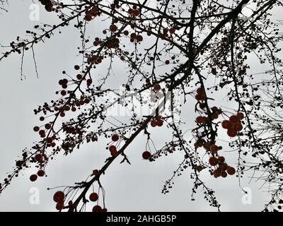 Cerises rouge vif sur l'arbre à la recherche d'un ciel pluvieux Banque D'Images