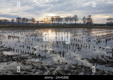 Champs inondés avec fine couche de glace réserve naturelle 'De peel' sont conservés sur un haut niveau de l'eau pour garder la tourbe et moor réserver aussi humide que poss Banque D'Images