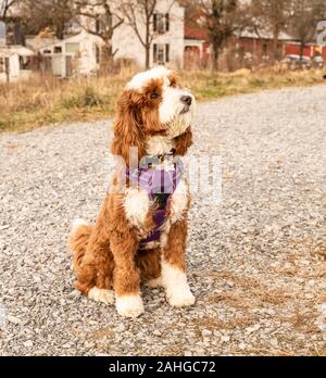 Cute goldendoodle brun et blanc avec cueillette de la famille arbre de Noël. Banque D'Images