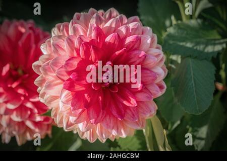 Les close up of a pink 'John Neumeier' Dahlia fleur qui s'épanouit au soleil Banque D'Images