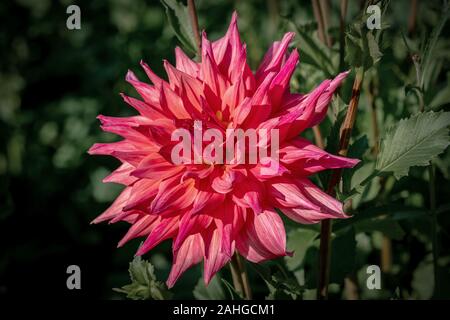 Plus gros plan d'une 'belle rose de Bamera' Dahlia fleur qui s'épanouit au soleil Banque D'Images