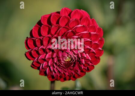 Close up of a détaillé 'rouge' Jomanda ball Dahlia fleur qui s'épanouit au soleil Banque D'Images