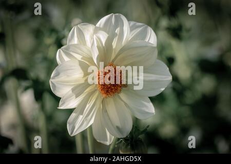 Les close up of a white 'Luna' Dahlia fleur qui s'épanouit au soleil Banque D'Images