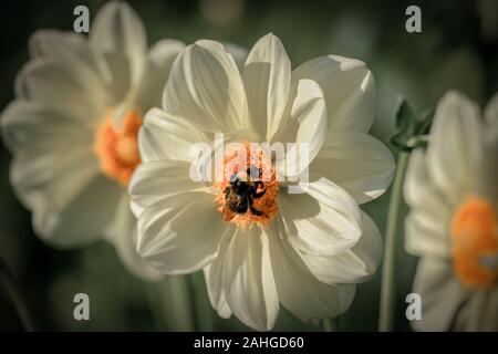 Les close up of a white 'Luna' Dahlia fleur avec une abeille la collecte du pollen Banque D'Images