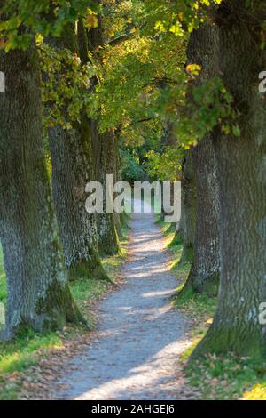 Vue sur une ruelle étroite / - sentier bordé d'arbres. Enfin le chemin fait un léger virage à gauche. Concept de mystère, l'inconnu, le voyage. Banque D'Images