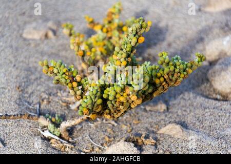 Tetraena fontanesii plante succulente de la famille Zygophyllaceae pousse dans le sable des dunes, le zygophyllum fontanesii, journée ensoleillée, Tenerife, Îles de Canaries, Espagne Banque D'Images