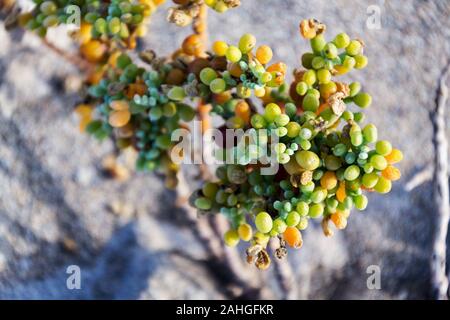 Tetraena fontanesii plante succulente de la famille Zygophyllaceae pousse dans le sable des dunes, le zygophyllum fontanesii, journée ensoleillée, Tenerife, Îles de Canaries, Espagne Banque D'Images