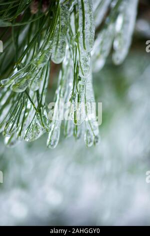 Les branches de pins, la photo en gros Banque D'Images